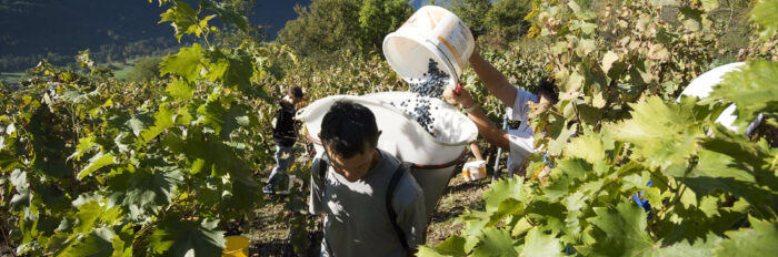 Photo de la récolte de raisins avec, au premier plan, un coupeur qui verse sa récolte dans la hotte d'un porteur.