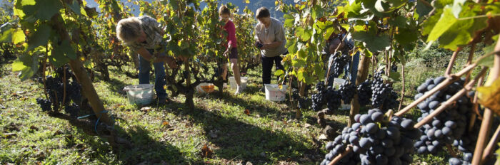 Photo de la récolte de vignes avec trois coupeurs sur un versant.