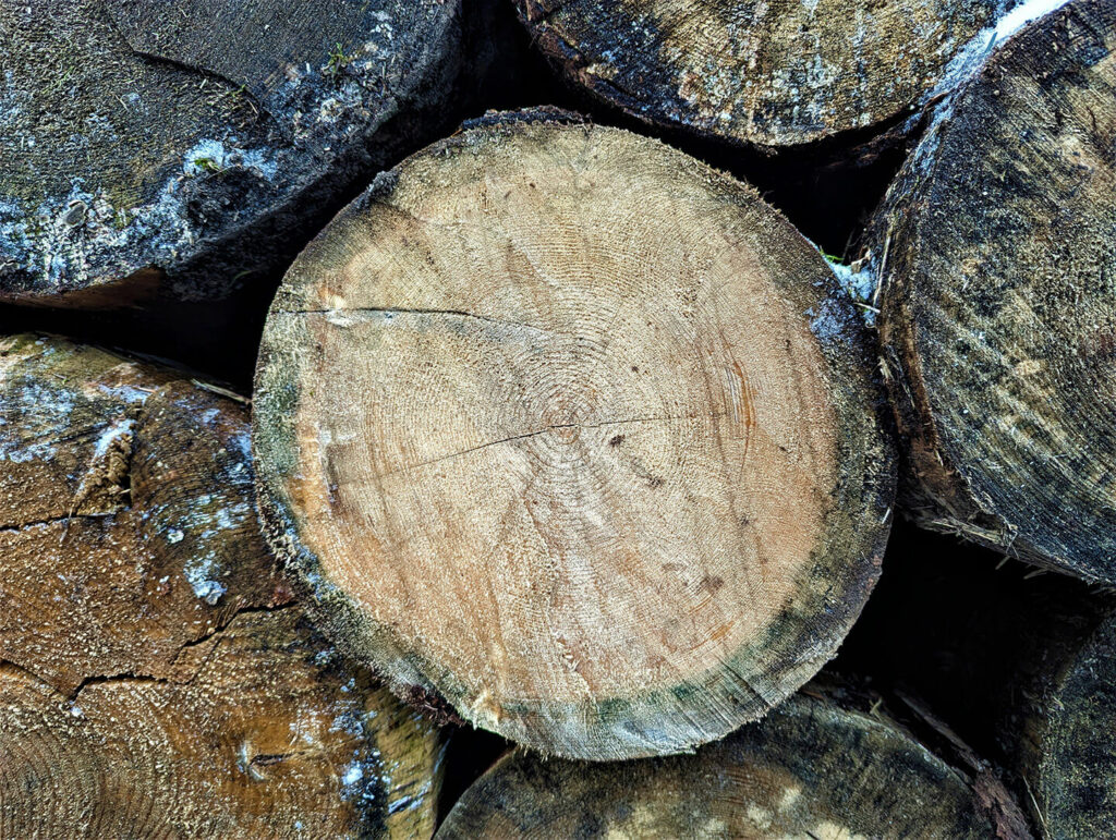 Photo de tronc de bois scolyté